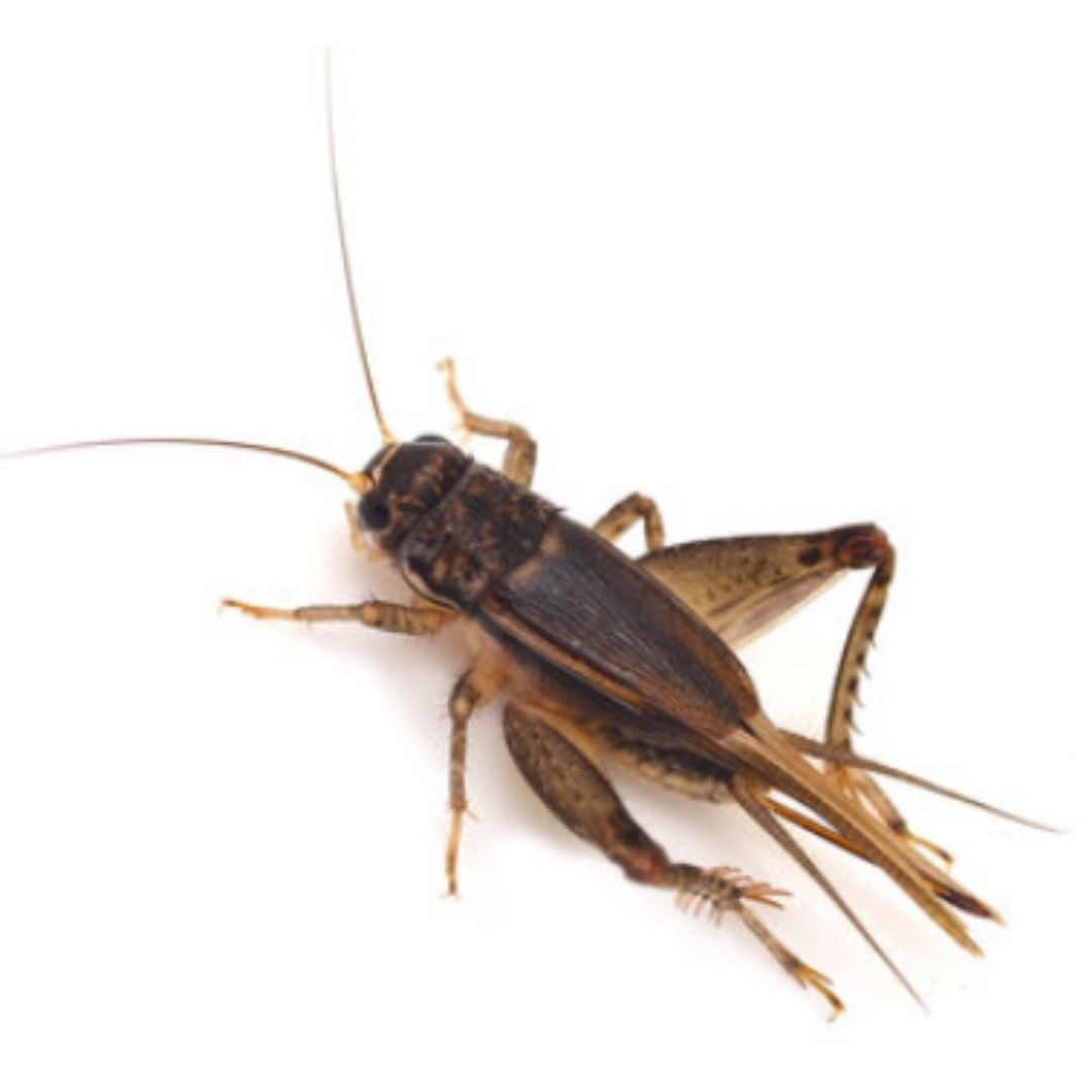 Grillos insectos vivos para alimentación de peces pájaros reptiles anfibios alimento vivo 100% natural