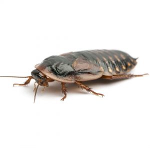 Cucaracha blaptica dubia insectos vivos para reptiles pájaros anfibios peces alimento vivo 100% natural