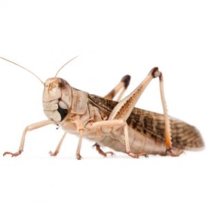 Langosta migratoria alimento vivo para reptiles pájaros peces anfibios comida viva 100% natural