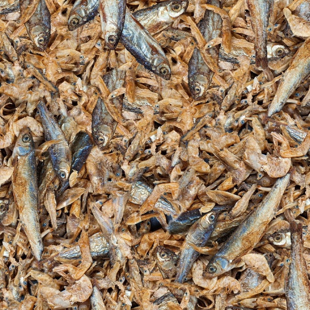 Golosinas tortugas peces gambas sera raffy royal nature