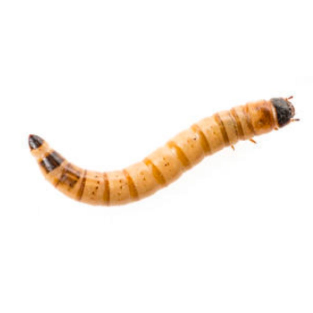 Zophobas Morio gusanos alimento vivo para peces pájaros reptiles
