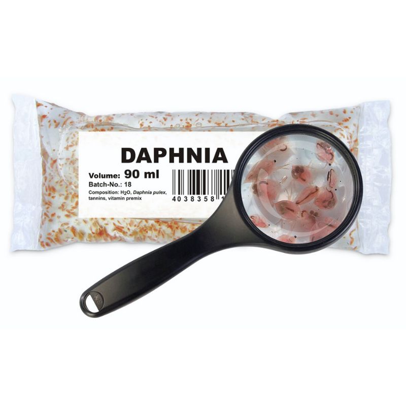 Daphnias Pulex Vivas alimento para peces tropicales de acuarios de agua dulce o marinos