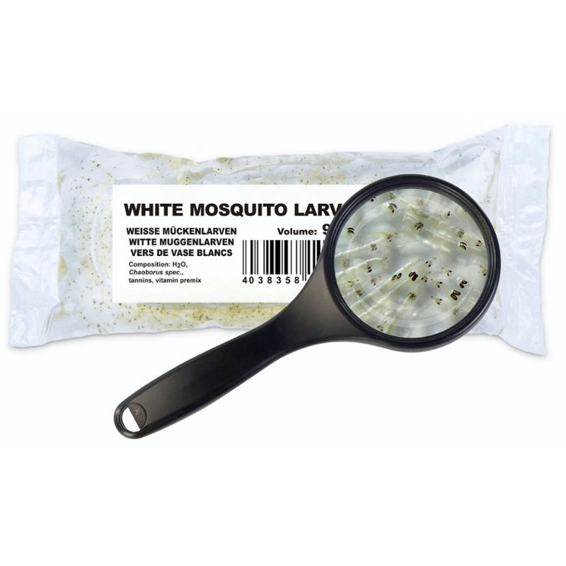 Larva blancas de mosquito vivas o cristal alimento vivo para peces tropicales de acuarios