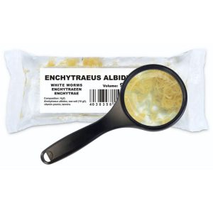 Enquitreidos albidus vivos o gusanos blancos alimento vivo para peces de acuario o estanque comida viva 100% Natural