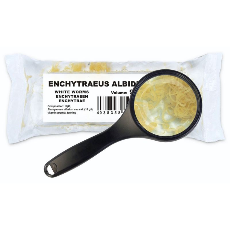 Enquitreidos albidus vivos o gusanos blancos alimento vivo para peces de acuario o estanque comida viva 100% Natural