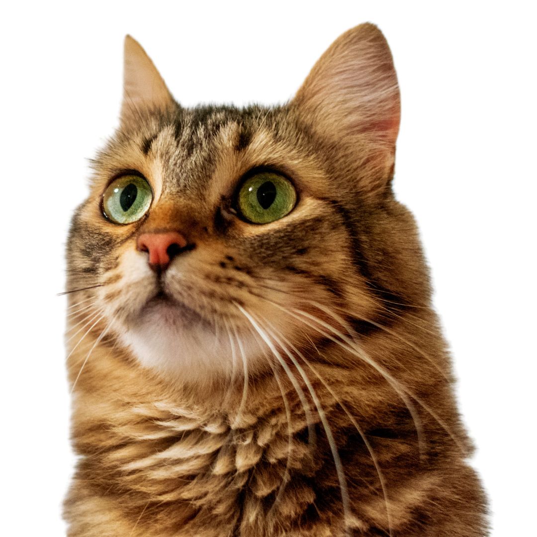 cara-gato-piensos