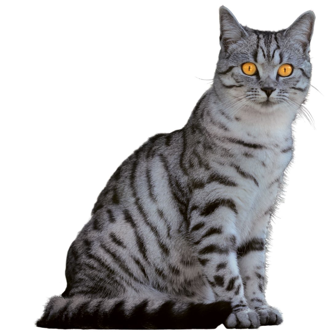 cara-gato-promo-9