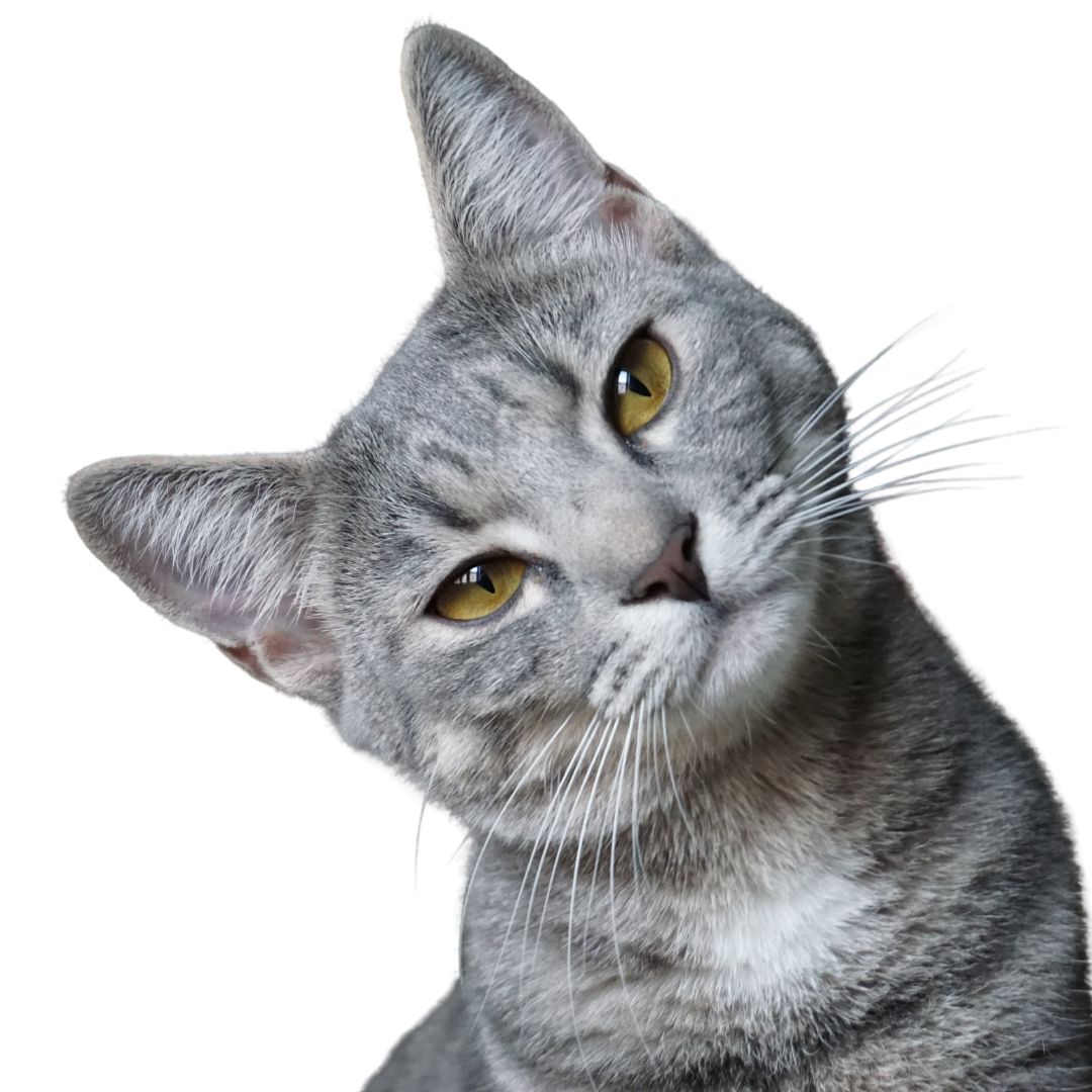 cara-gato-promo3