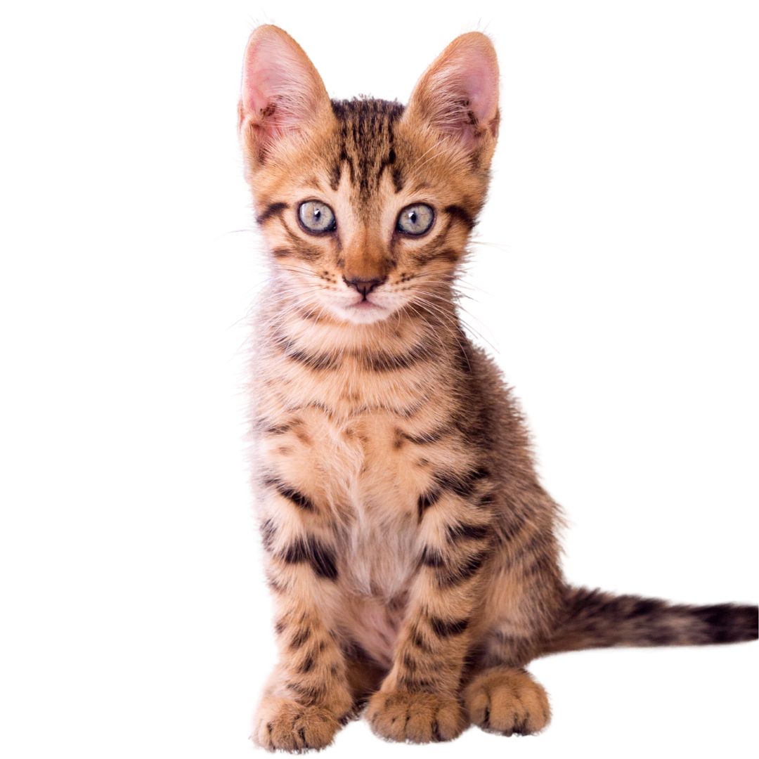 cara-gato-promo8