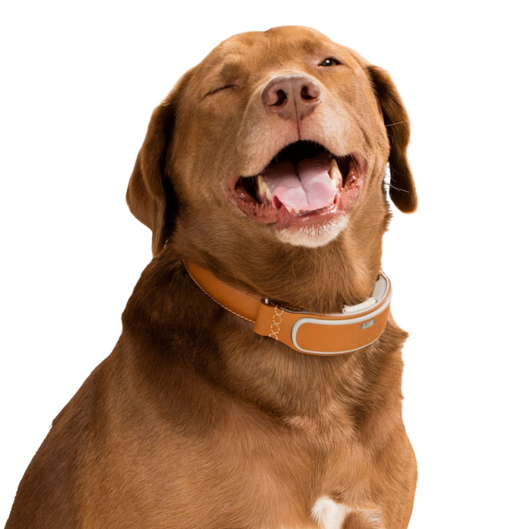 cara-perro-piensos-naturales
