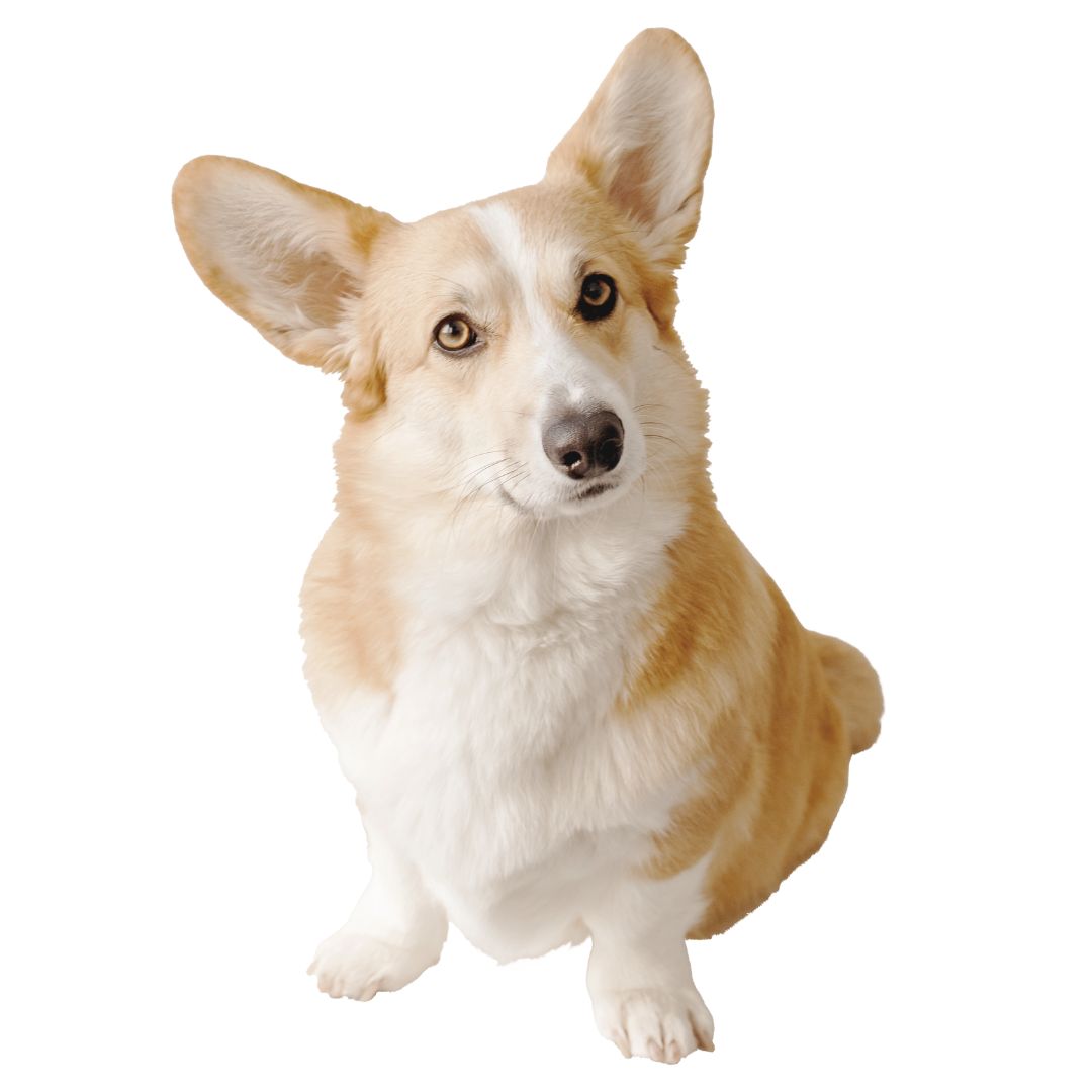 cara-perro-promo-6