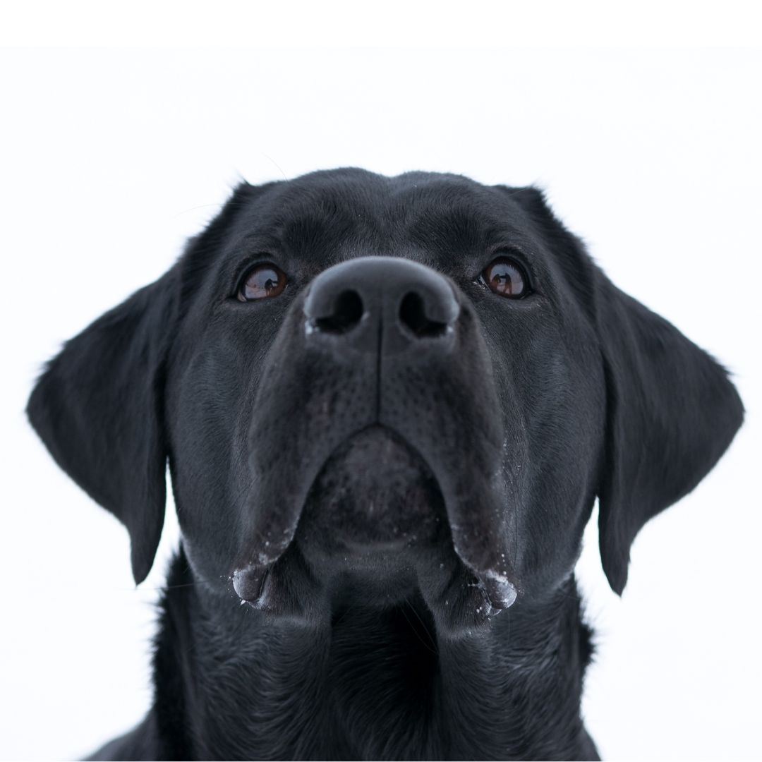 cara-perro-promo-7