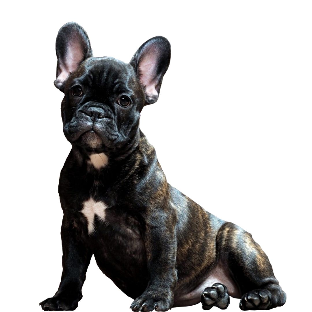 cara-perro-promo-8