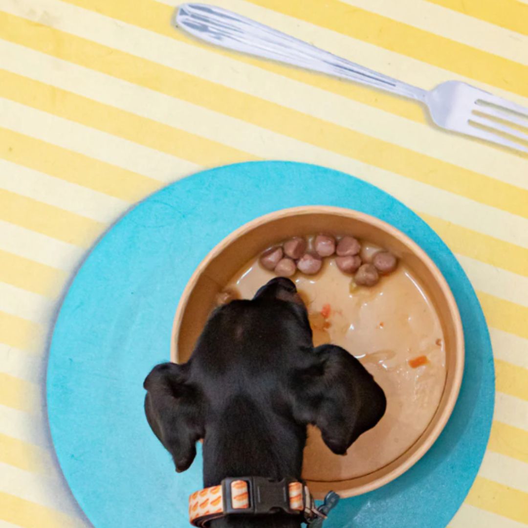 Presentación de la comida húmeda para perros Harper and Bone